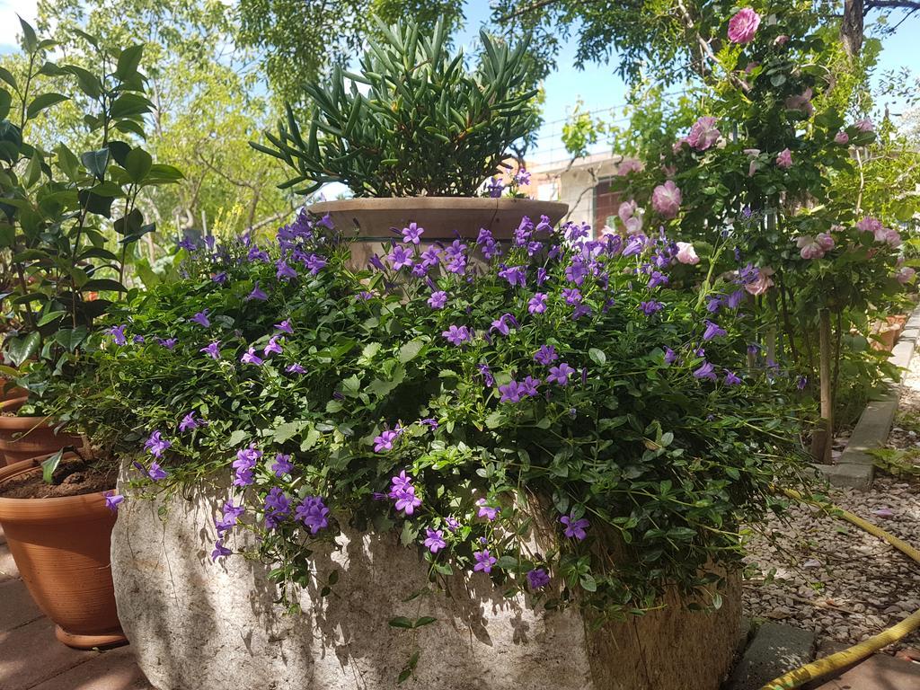 Apartment Adis Šibenik Екстериор снимка